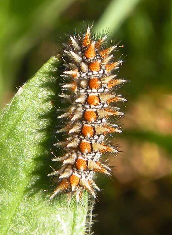 Larva di Zerynthia polyxena?